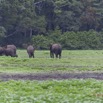 047 LOANGO Inyoungou Prairie Troupeau Elephants Loxodonta africana cyclotis 12E5K2IMG_79034wtmk.jpg